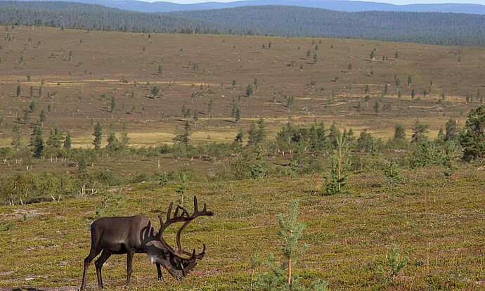 A reindeer grazing on a green landscape